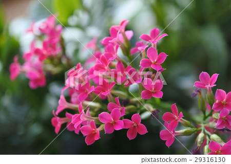 Karancoe in the room bloom 29316130