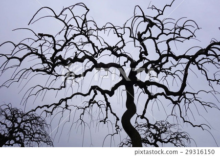 Shodare Enji Shodare Enji 29316150