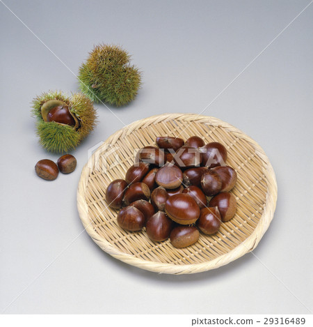 Chestnut 29316489