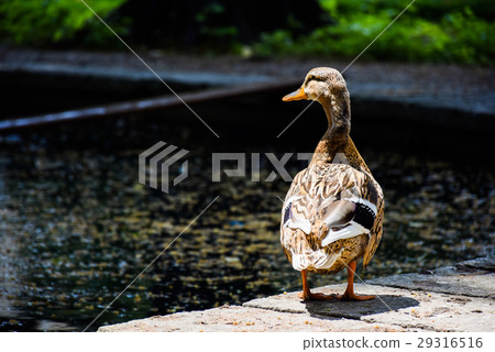 Happy duck is standing near a pond Happy duck is standing near a pond 29316516