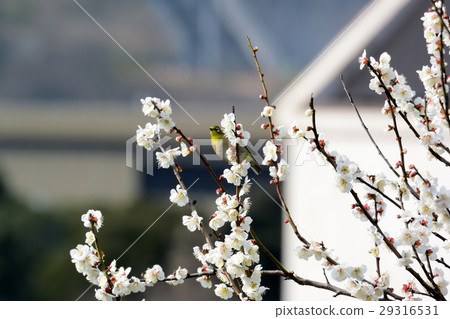 White-eye and white-eye 29316531