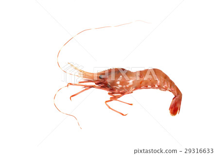 Button shrimp  29316633