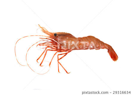 Button shrimp Button shrimp 29316634