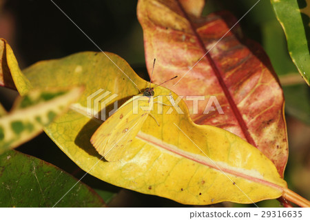 Silver yellow butterfly Silver yellow butterfly 29316635