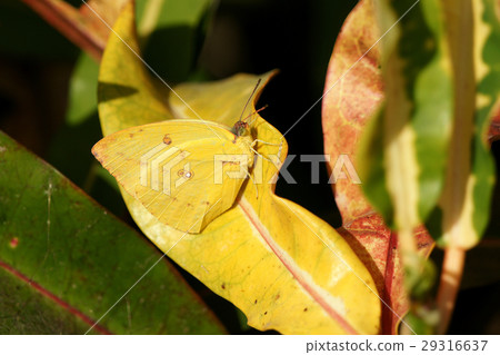 銀紋淡黃蝶 29316637