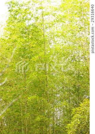  竹林 29316640