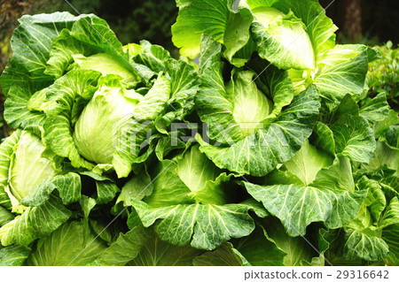 Cabbage 29316642