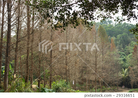 forest 29316651