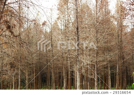 樹林 29316654