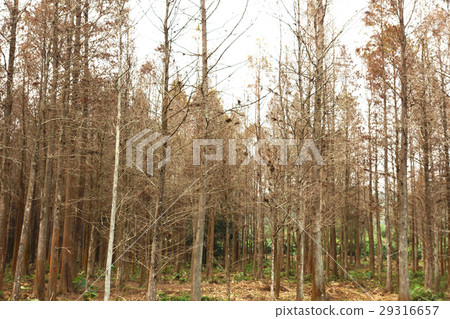 樹林 樹林 29316657