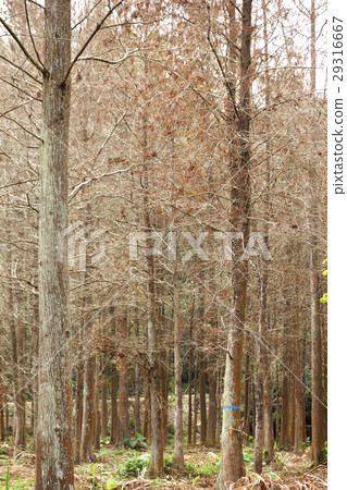 forest forest 29316667