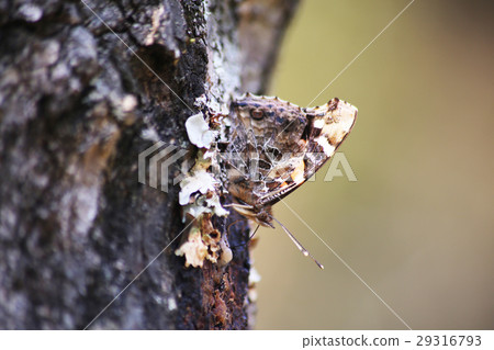 紅海軍上將 29316793