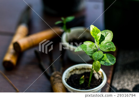 Plant tree, little tree with watering can and gard 29316794
