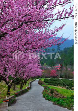 Spring, pink, cherry tree, cherry blossom, flower viewing Spring, pink, cherry tree, cherry blossom, flower viewing 29316950
