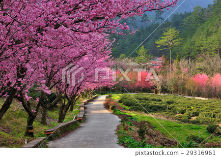 春天,粉紅色,櫻花樹,櫻花,賞花 春天,粉紅色,櫻花樹,櫻花,賞花 29316961