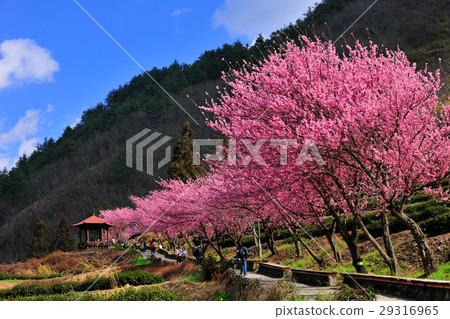 Spring, pink, cherry tree, cherry blossom, flower viewing 29316965