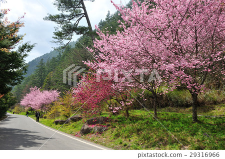 Spring, pink, cherry tree, cherry blossom, flower viewing 29316966