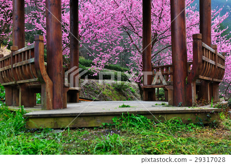 Spring, pink, cherry tree, cherry blossom, flower viewing Spring, pink, cherry tree, cherry blossom, flower viewing 29317028