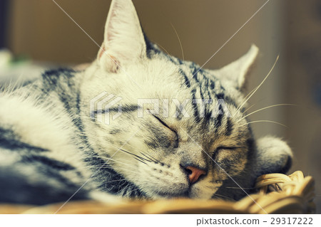 abstract cat sleep on basket with vintage filter 29317222