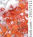 在第一個下雪天，路上出現了一個有趣的圖案。 29317311