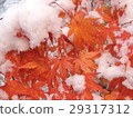 在第一個下雪天，路上出現了一個有趣的圖案。 29317312