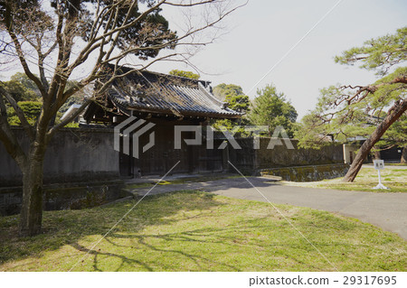 Imperial Palace cherry tree 29317695