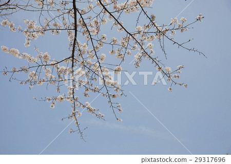 Imperial Palace cherry tree Imperial Palace cherry tree 29317696