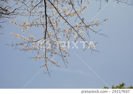 Imperial Palace cherry tree Imperial Palace cherry tree 29317697