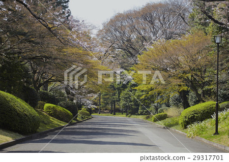 Imperial Palace cherry tree 29317701