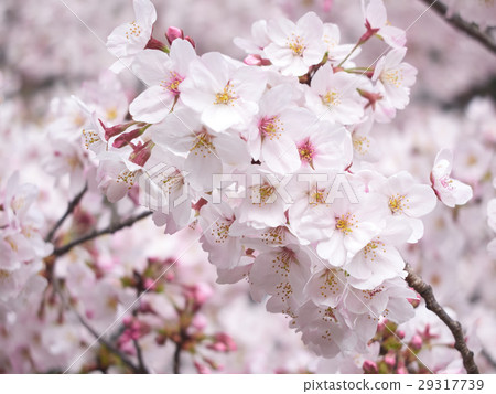 故宮櫻桃樹 29317739