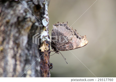 Heredome horse 29317760