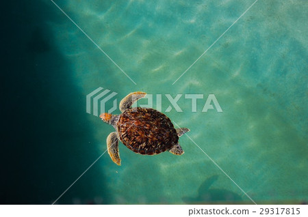 Green turtle Green turtle 29317815
