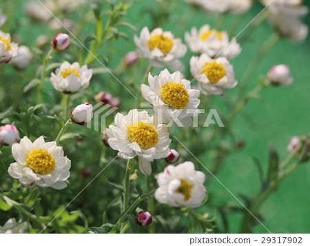 Flower cane Flower cane 29317902