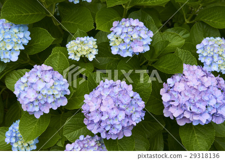 繡球 繡球 29318136
