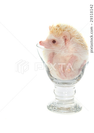Hedgehog in the glass , African pygmy hedgehog 29318142