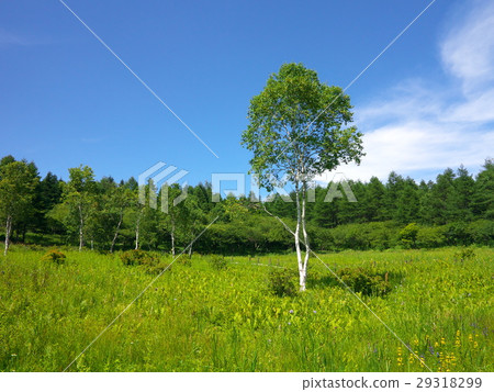 Tree plateau 29318299