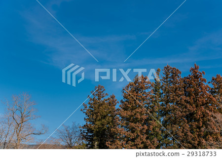 早春雪松樹很多花粉橙色雪松樹 29318733