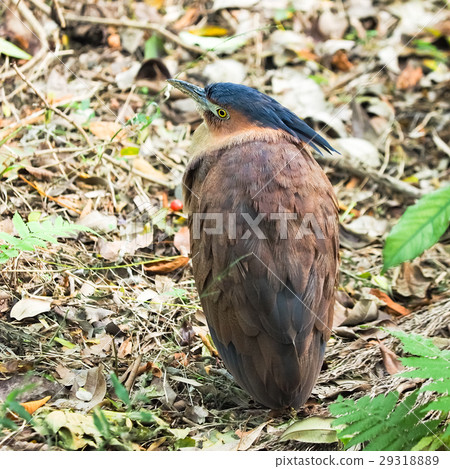 黑冠麻鷺 29318889