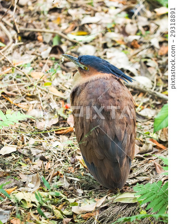 黑冠麻鷺 29318891