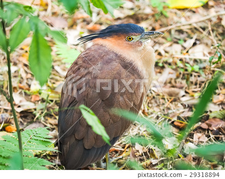 黑冠麻鷺 29318894