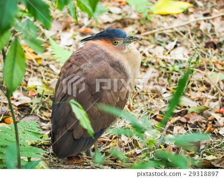 黑冠麻鷺 29318897