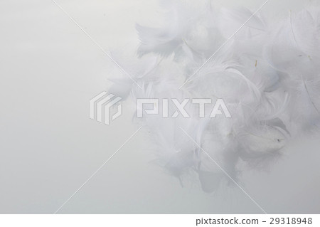 羽毛1 羽毛1 29318948