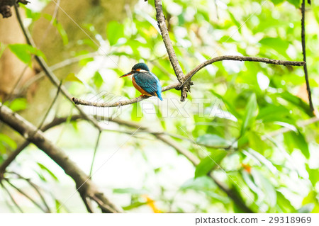 kingfisher kingfisher 29318969