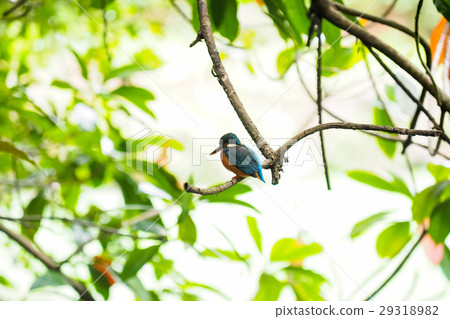 翠鳥 翠鳥 29318982