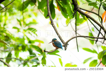 kingfisher 29318984