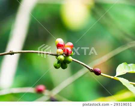 咖啡樹 咖啡樹 29319031