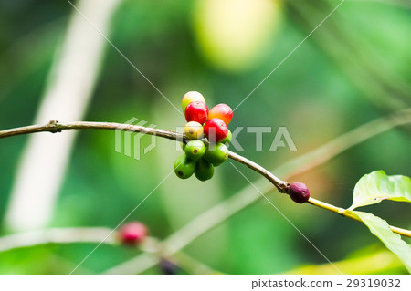 咖啡樹 咖啡樹 29319032