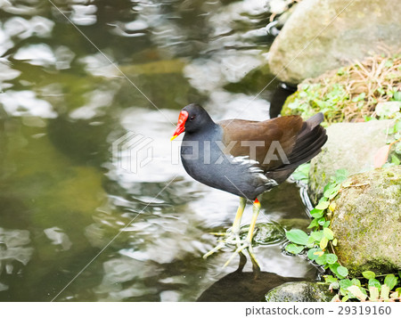 紅冠水雞 29319160