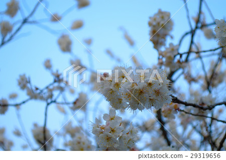 Tangran Sakura, Kurayoshi Gen Azukuji 29319656