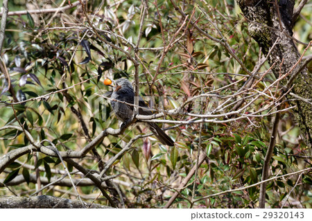 Brown-eared bulbul Brown-eared bulbul 29320143